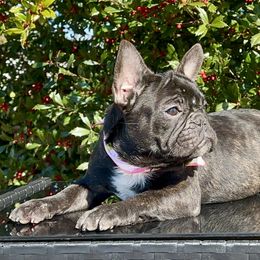 Orange Collar - Brindle French Bulldog puppy in Bergen County, New Jersey from Skye Blue Frenchies