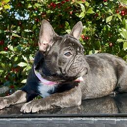 Orange Collar - Brindle French Bulldog puppy in Bergen County, New Jersey from Skye Blue Frenchies