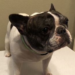 OLIVE - French Bulldog