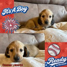 Cinnamon's Boy 2 - Red - Cream male Dachshund puppy in Jonesboro, Illinois from Twin Hills Dachshunds
