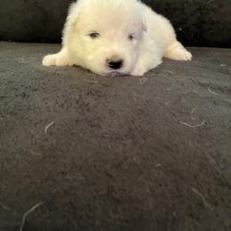 Boy 2 - White male Samoyed puppy in Glasgow, Kentucky from Bluegrass Samoyeds