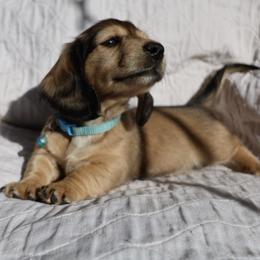 Rolo (light blue collar) - Cream male Dachshund puppy in Prospect, Oregon from Spunky Sausage Pups