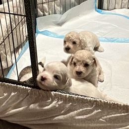 Maltipoo Puppies from JJR Doggie World LLC
