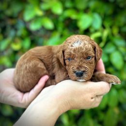 Red Collar Boy - Red  Poodle puppy in Modesto, California from Dry Creek Poodles