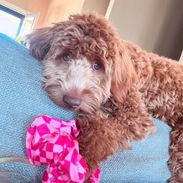 Goldendoodle and Poodle Puppies from French Creek Doodles