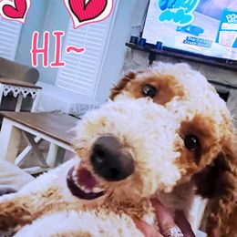 Labradoodles from Legendary Doodles NC, LLC