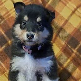 Collies from Glazier Equine