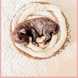 Jade - Brown female Bernedoodle puppy in Lake City, Florida from 224 Doodles and Poodles