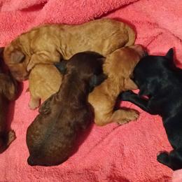 Girl 5 - Red female Cavapoo puppy in East Providence, Rhode Island from Marta's Cavaliers