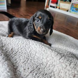 Girl 3 - Black and tan female Dachshund puppy in Grants Pass, Oregon from Climate City Doxies