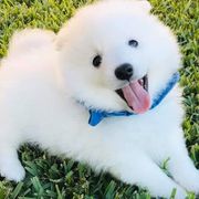 Japanese Spitzs from Konalae Japanese Spitz Jr.