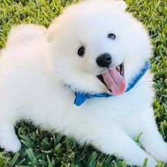 Japanese Spitzs from Konalae Japanese Spitz Jr.