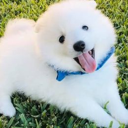 Japanese Spitzs from Konalae Japanese Spitz Jr.