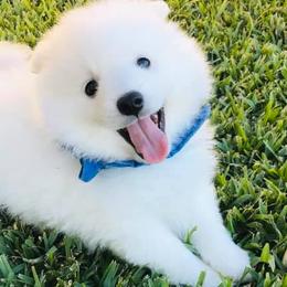 Japanese Spitzs from Konalae Japanese Spitz Jr.