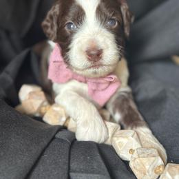 Tuxedo - Chocolate male Australian Labradoodle puppy in Dawson, Georgia from Still Pond Australian Labradoodles