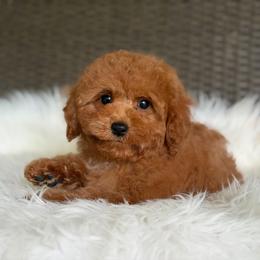 Romeo - Red male Cavapoo puppy in Hardin, Texas from Oodlesoflildoodles