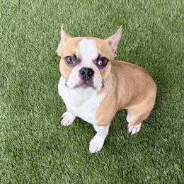 Pierre la fawn - Blue male Boston Terrier puppy in Rosston, Arkansas from Green Acre Boston Terriers