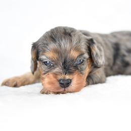 Girl 3 - Merle female Cavapoo puppy in Lawton, Oklahoma from Lindsey’s Cavies