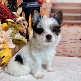 Girl 1  3300 - Parti female Yorkshire Terrier puppy in Nicholls, Georgia from Southeast Biewers