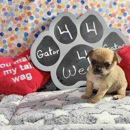 Gator - Fawn brindled black male Chihuahua puppy in Leesburg, Florida from Mystic Angels Chihuahuas