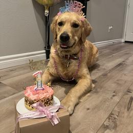 Golden Retriever All Grown Up from Emma Bekker
