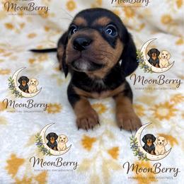 Onyx CKC - Black and tan male Dachshund puppy in Tecumseh, Oklahoma from MoonBerry Miniature Dachshunds