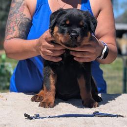 Blue - Black and mahogany male Rottweiler puppy in Oroville, California from Von Brennan kennels
