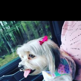 Panda - Yorkshire Terrier