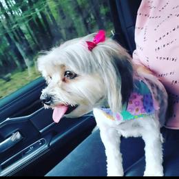 Panda - Yorkshire Terrier