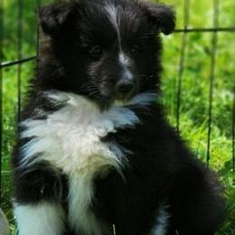 Girl 3 - Black and white female Shetland Sheepdog puppy in Weedsport, New York from M&M Shelties and Smooch-A-Bulls English Bulldogs