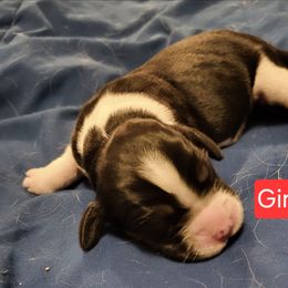 Girl 4 - Black white and tan female English Springer Spaniel puppy in Socorro, New Mexico from Huntin' Buddies
