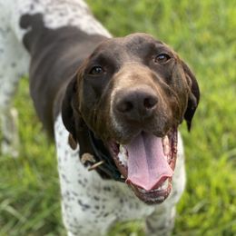 Trivet  - German Shorthaired Pointer