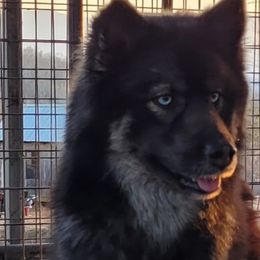 Bailey - Siberian Husky