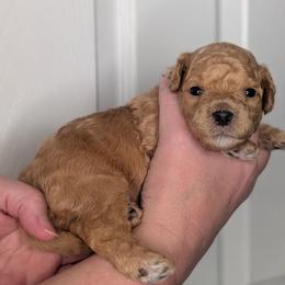 Black Boy - apricot - Red male Whoodle puppy in Kalispell, Montana from Countryman Whoodles
