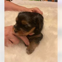 Yorkshire Terrier Puppies from Yorkies of Julington Creek