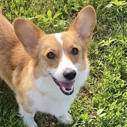 American Corgis and Pembroke Welsh Corgis from Wild Goose Corgis
