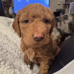 Joy - Red female Bordoodle puppy in Canfield, Ohio from Poo's Doo's & Inu's