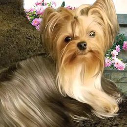 Daphnè  - Yorkshire Terrier