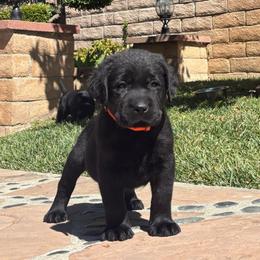 Orange black male 1 - Black male Labrador Retriever puppy in Menifee, California from The Golden Leash Kennels