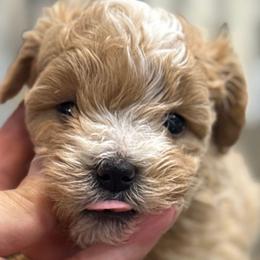 Madden - Red male Maltipoo puppy in Lebanon, Kentucky from Mosaic Merle Doodles