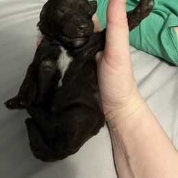 Poodle Puppies from Sarah’s Standards