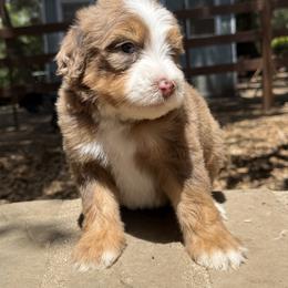 Milky Way - Chocolate merle male Bernedoodle puppy in Temecula, California from Country Hills Doodles