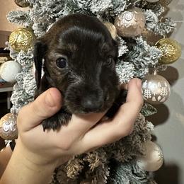 Snicker - Brindle male Dachshund puppy in Saint Peter, Illinois from Ashton’s Doxies of Southern IL