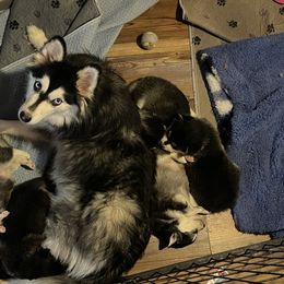 Gemma - Pomsky