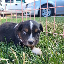 Australian Shepherd Puppies from Charmed Australian Shepherds