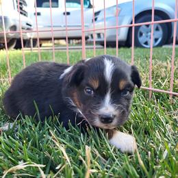 Australian Shepherd Puppies from Charmed Australian Shepherds