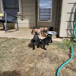 Cane Corso Puppies from Rosalez Kennel