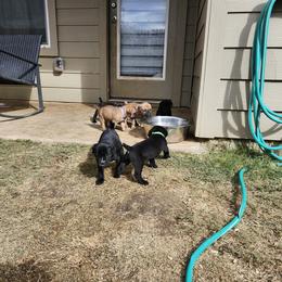 Cane Corso Puppies from Rosalez Kennel