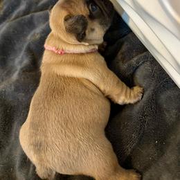 1 of 2 - Fawn female French Bulldog puppy in Varnville, South Carolina from DF's Unlimited Ruff