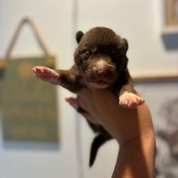 Boy 1 - Red and white male Siberian Husky puppy in Pelham, Alabama from Tails & Belles Dog Breeding